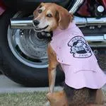 Biker Dawg Motorcycle Dog Jacket Pink