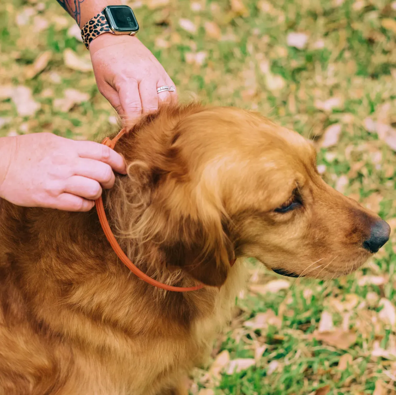 Flea & Tick Collar for Dogs with Natural Essential Oils