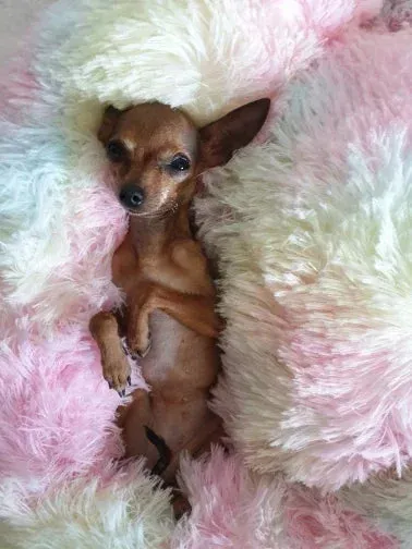 Orthopaedic Anxiety relieving Donut Dog Bed – Calming, Washable Comfort for Your Pet