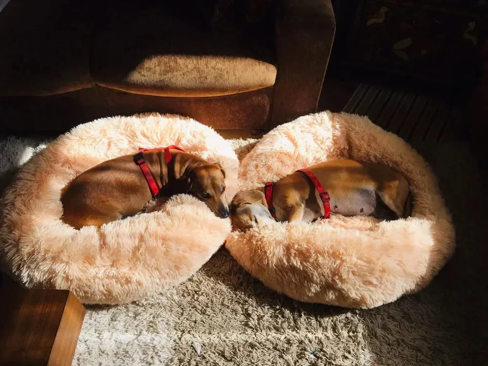 Orthopaedic Anxiety relieving Donut Dog Bed – Calming, Washable Comfort for Your Pet