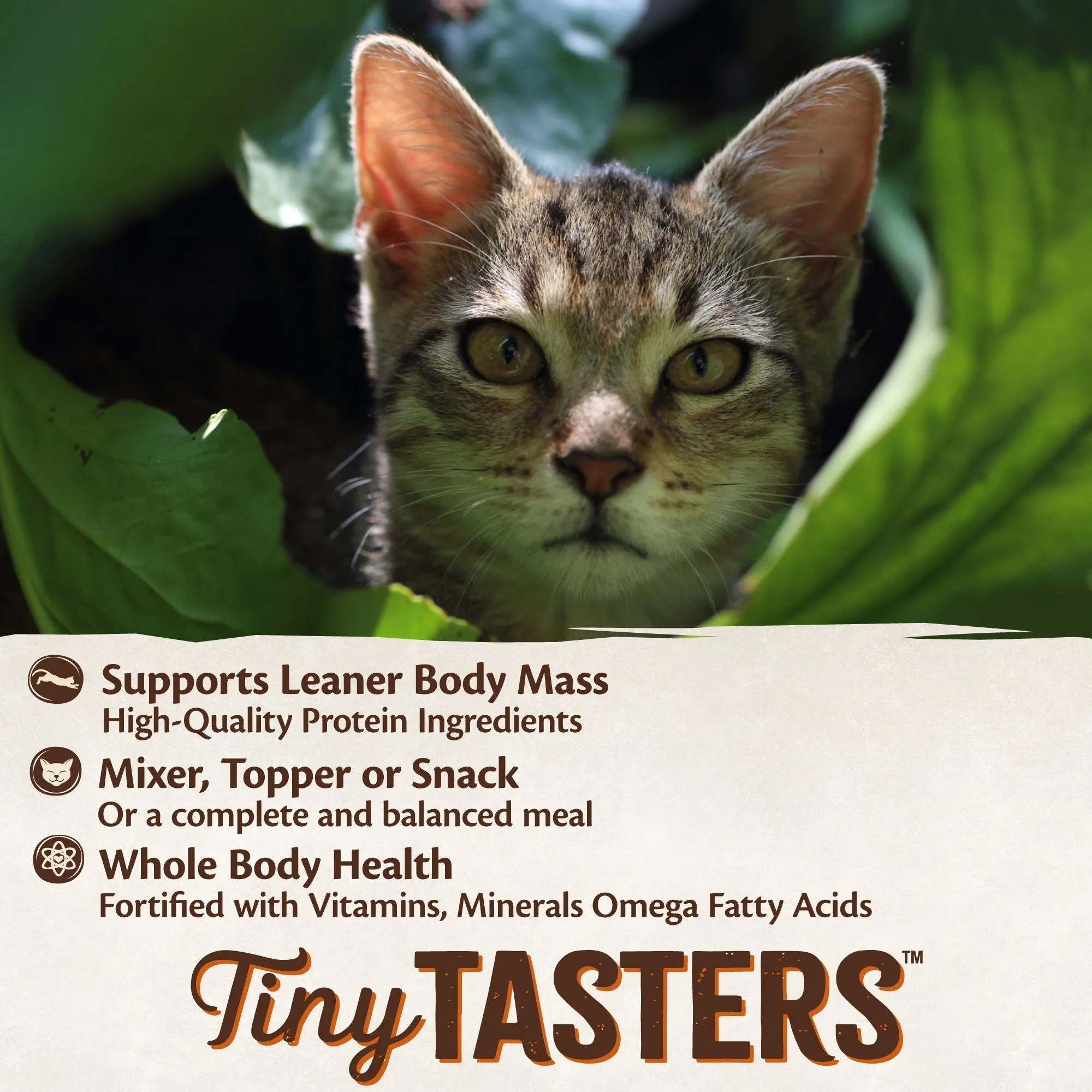 Wellness CORE Tiny Tasters Paté Poultry Variety Pack Wet Cat Food 12 x 50g^^^