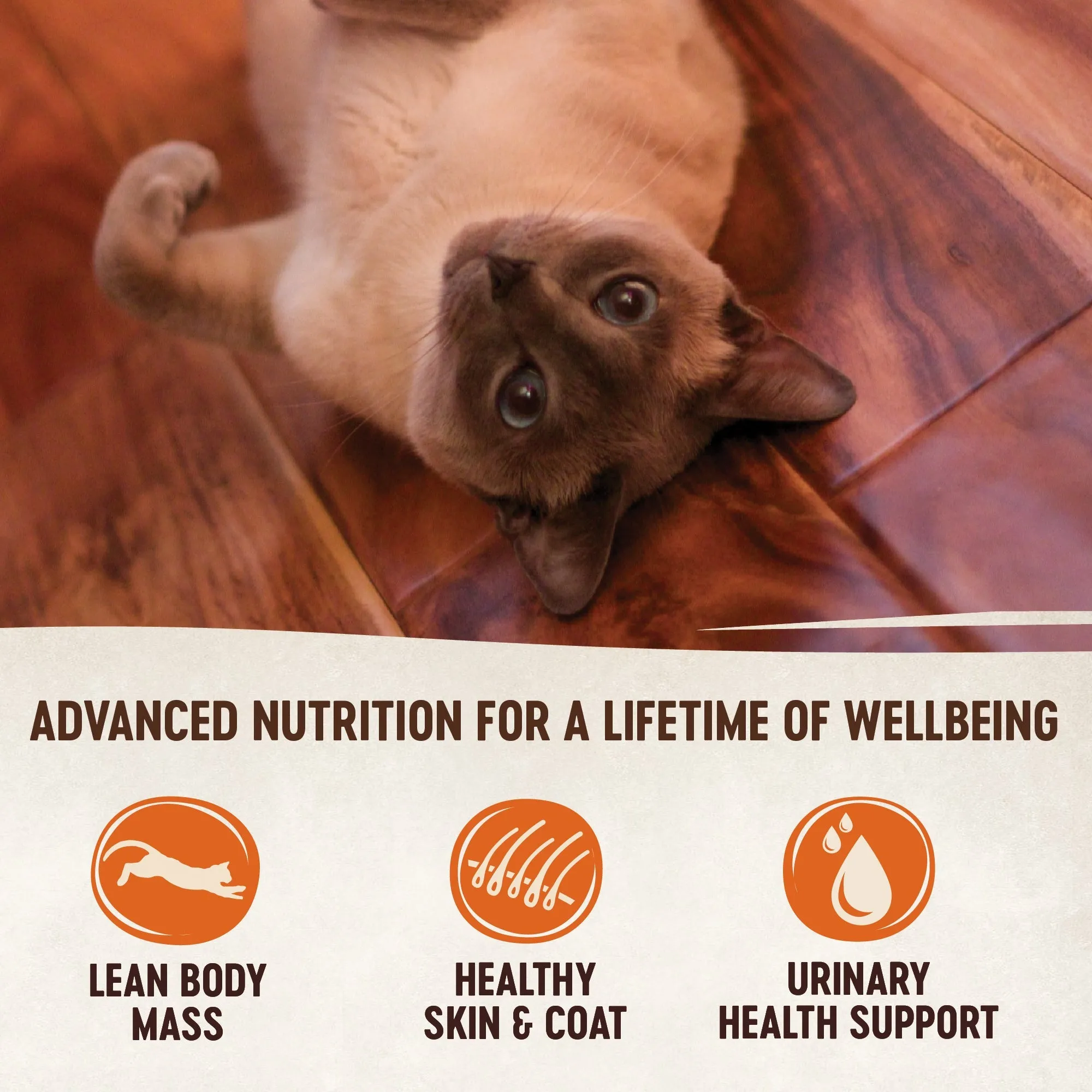 Wellness CORE Tiny Tasters Paté Poultry Variety Pack Wet Cat Food 12 x 50g^^^