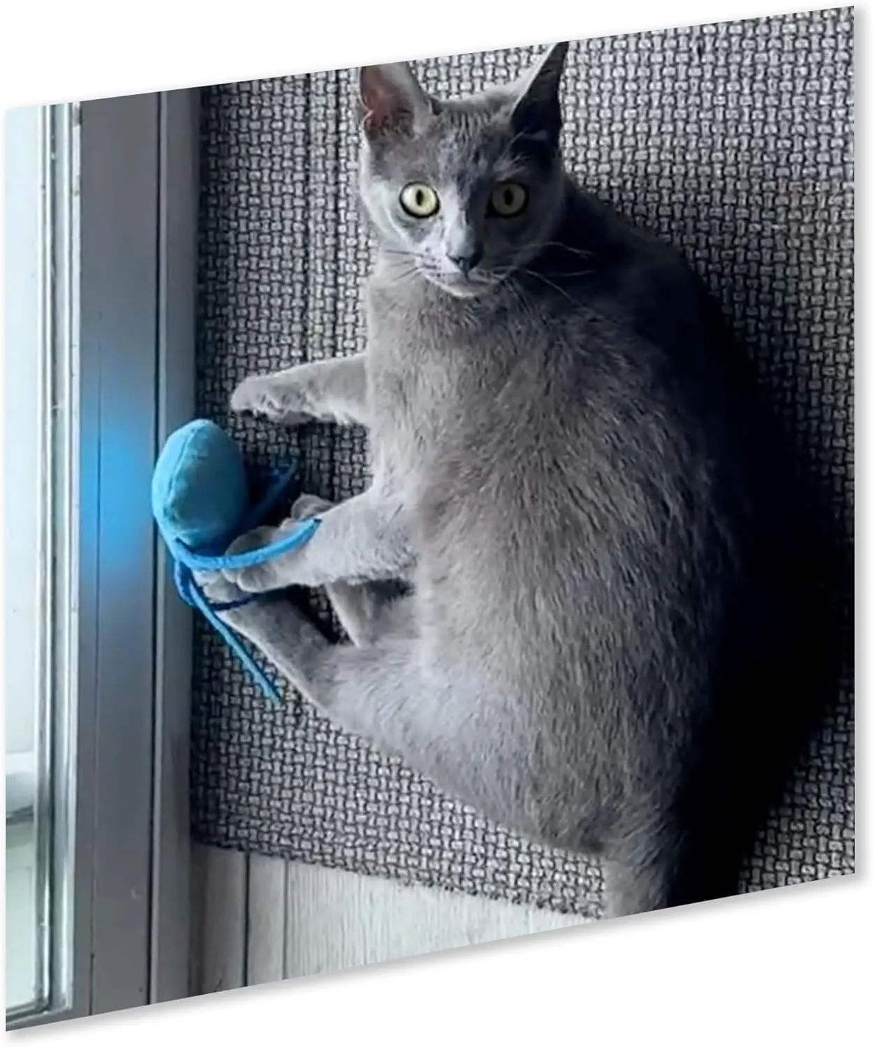 ZOOMIE Jelly Fish - Refillable Catnip Toy   Catnip