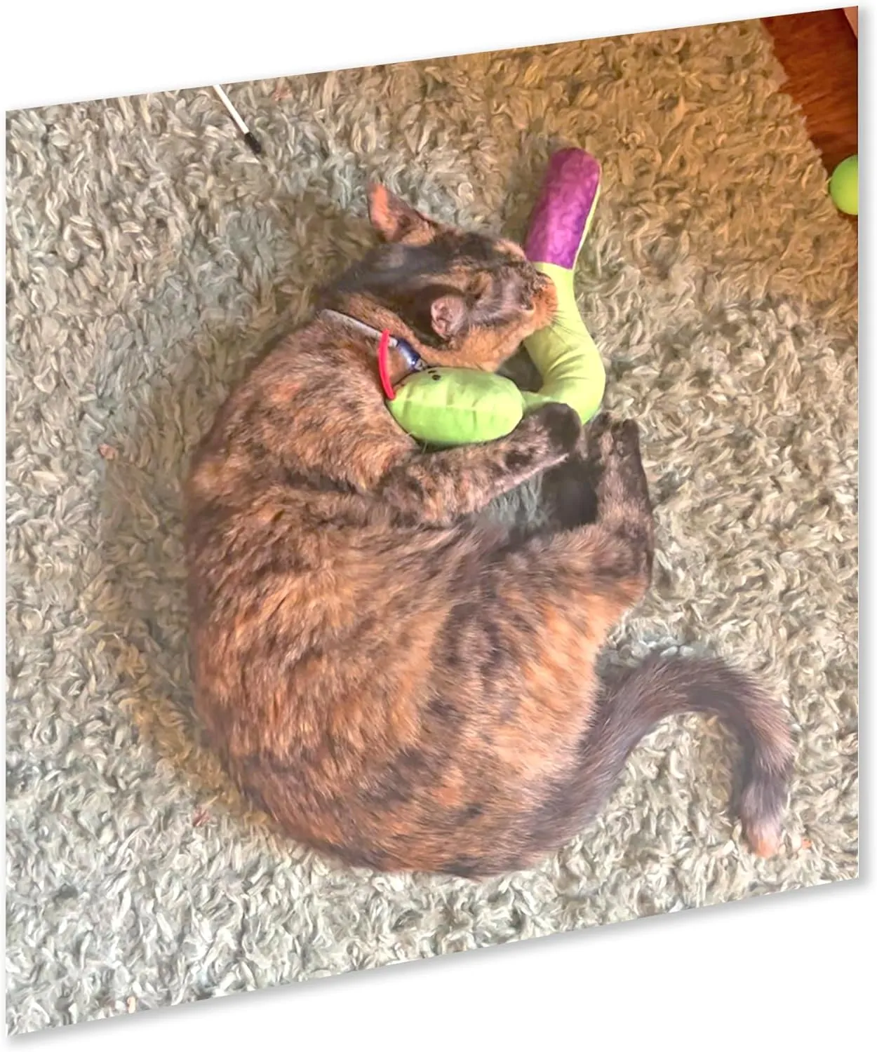 ZOOMIE Snake Kicker - Refillable Catnip Toy   Catnip